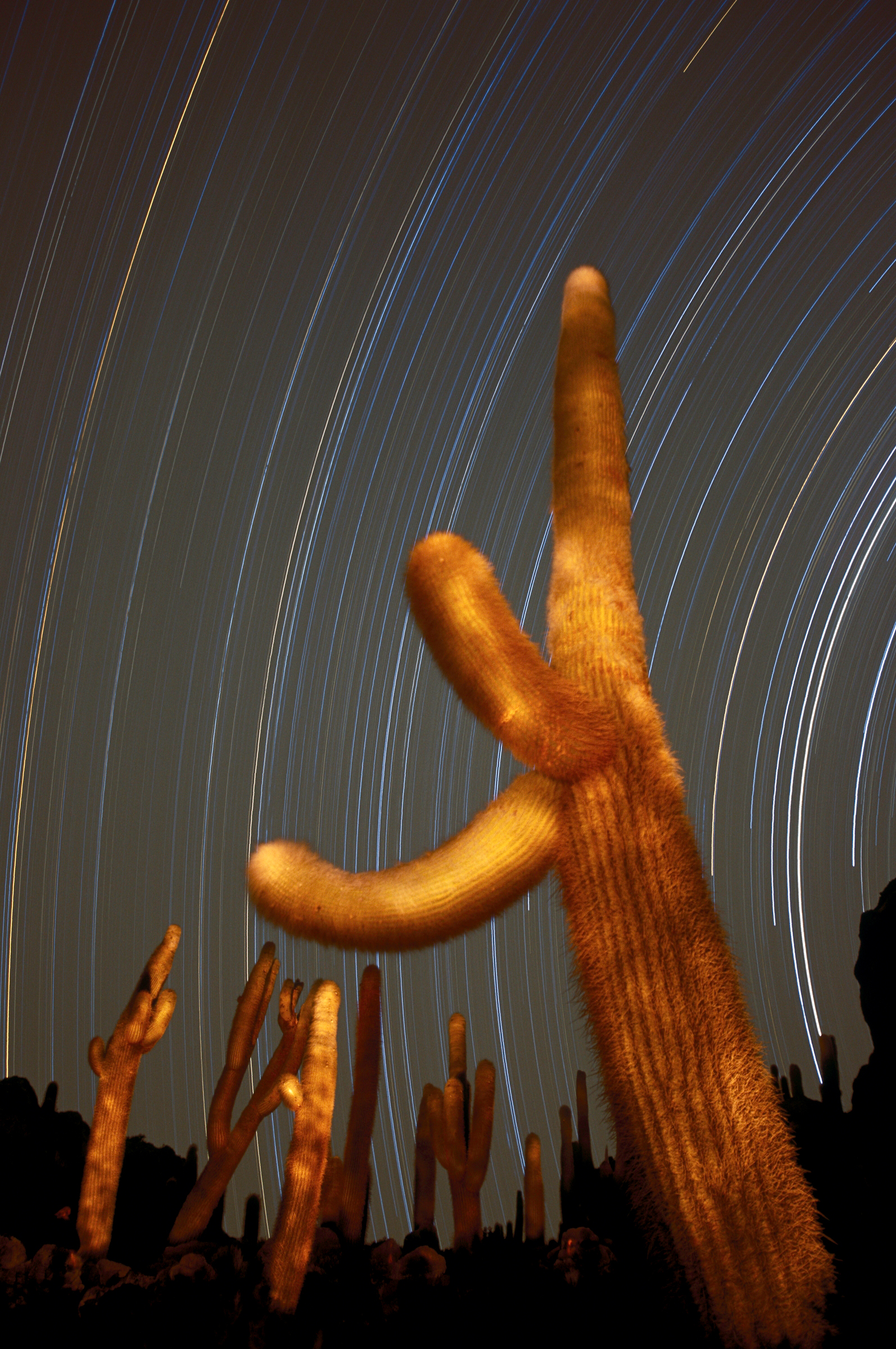 Isla de Pescado (Fish Island) lies in the middle of the ancient lake bed of Salar de Uyuni at 3,350 meters (11,000 feet) on Bolivia’s Altiplano. Beautiful candelabra-shaped Trichocereus (cereus) cactus are more than 900 years old. During the long exposure, I walked from cactus to cactus, illuminating each one with light from a headlamp.