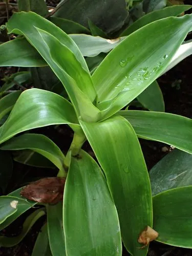 Basket plant