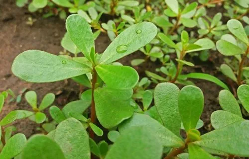 Purslane