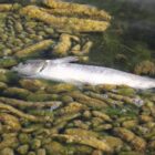 A dead fish floats in a lake experiencing overgrowth of algae due to nutrient pollution