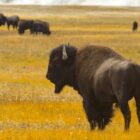 A bison stands in a field of summer grasses near Yellowstone park.