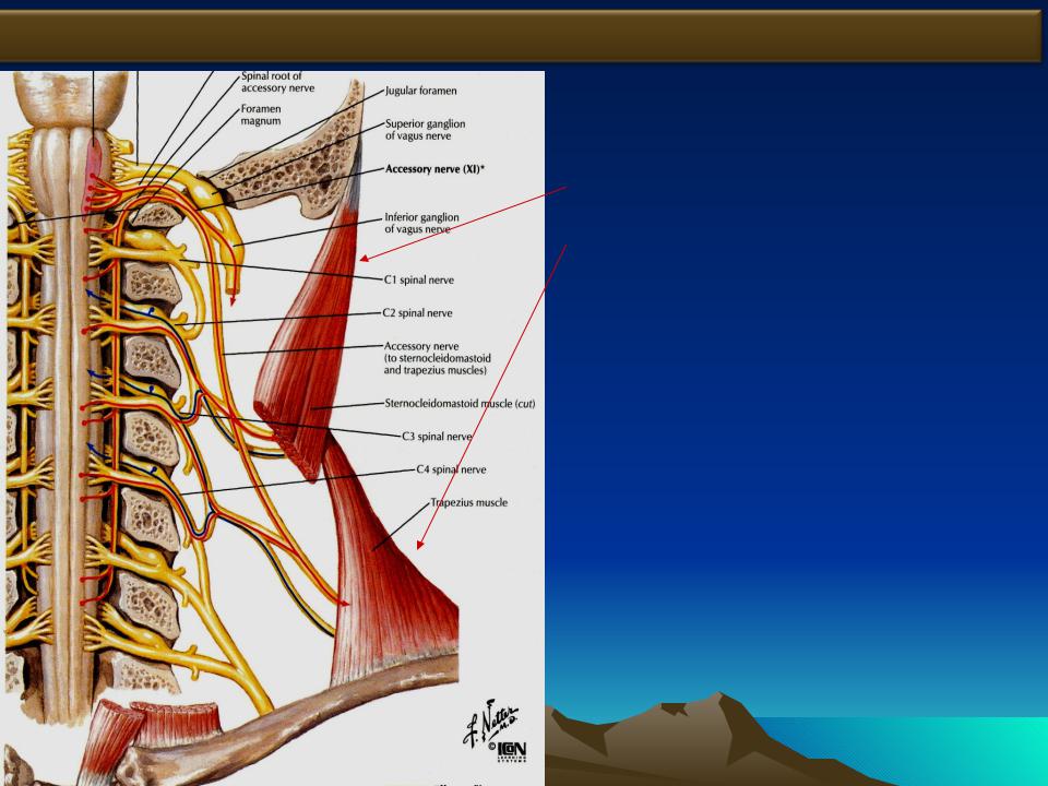 Презентация на тему: XI пара, добавочный нерв, n accessorius