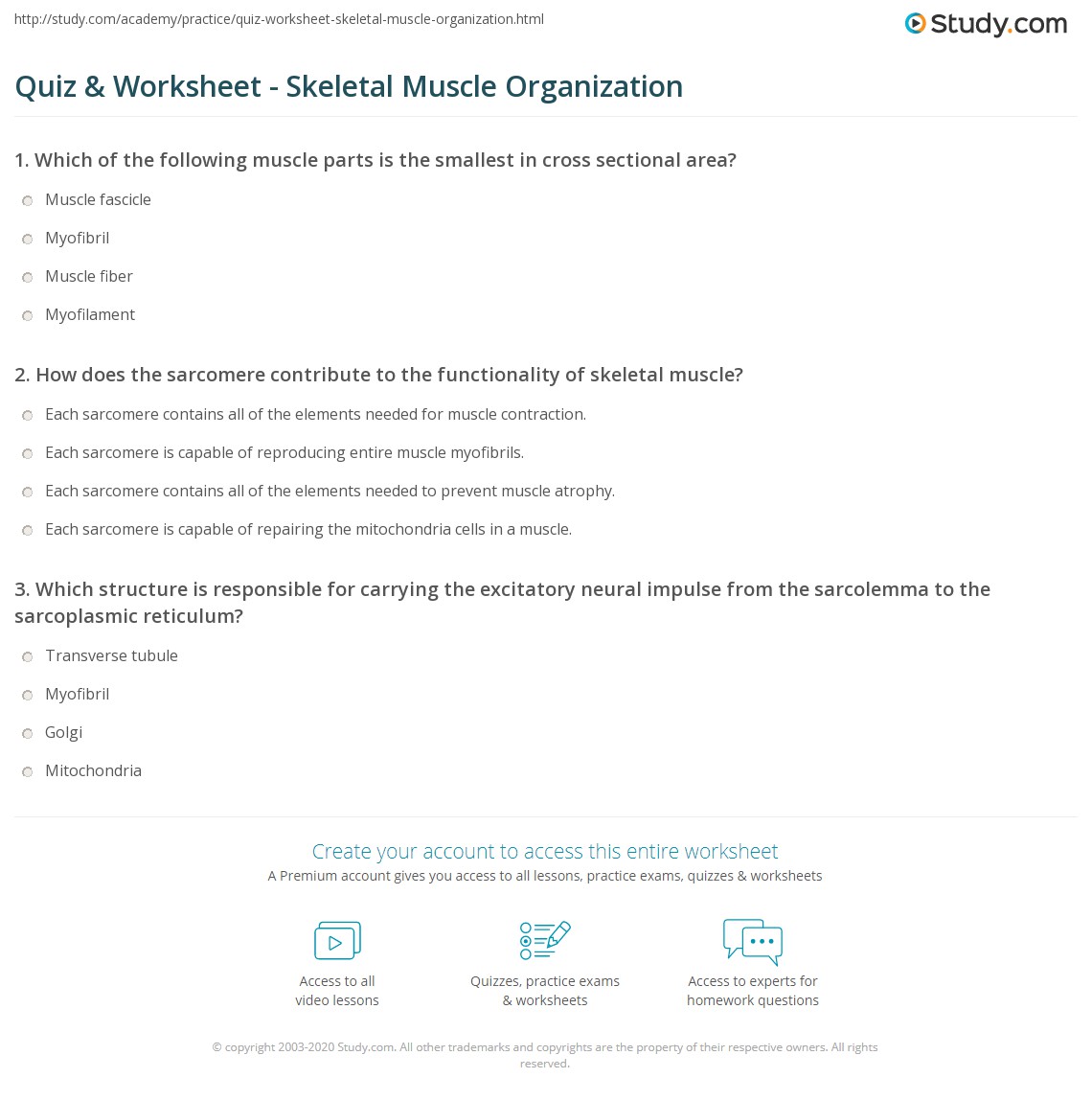 Skeletal Muscle Structure Worksheet