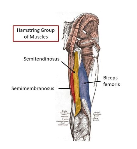 Where Do The Hamstring Muscles Attach Proximally As A Group Study Com