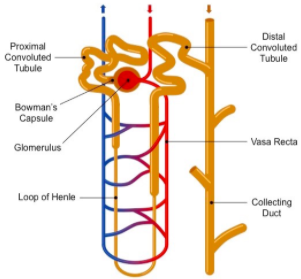 The Nephron Diagram Loop Of Henle