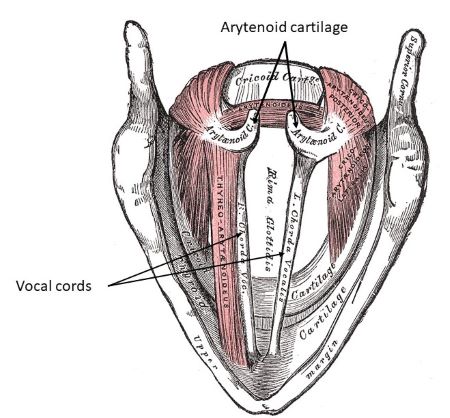 Which of the following anchor(s) the vocal cords? a. Arytenoid ...