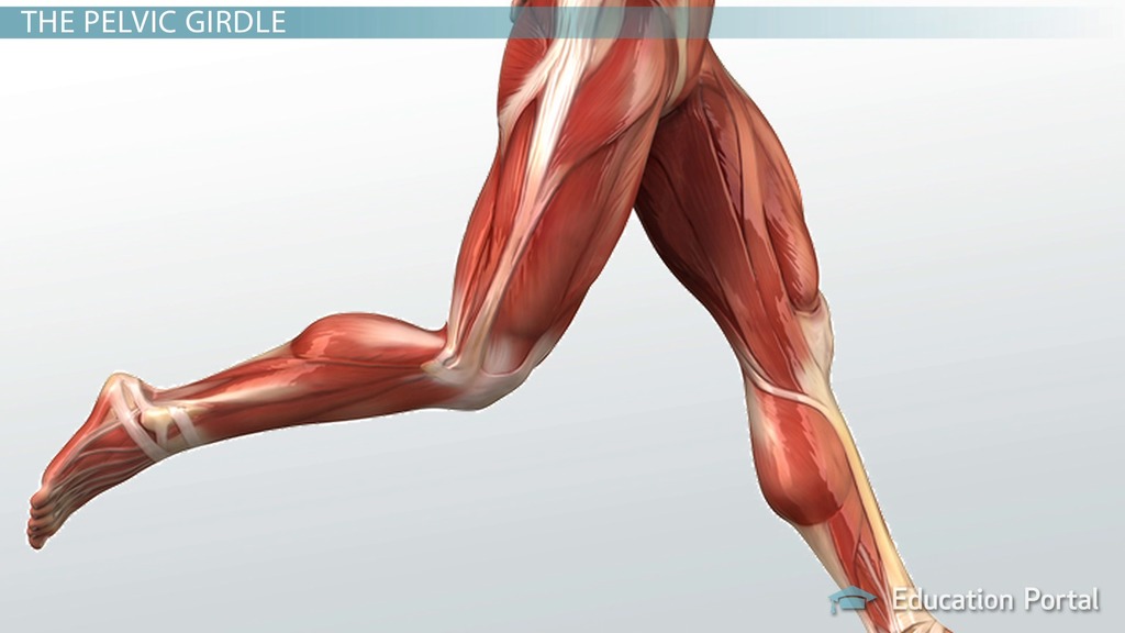 Leg Tendons Diagram