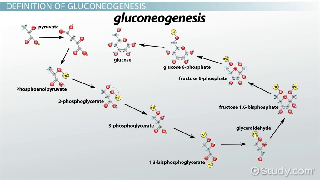 Gluconeogenesis Simple Pathway