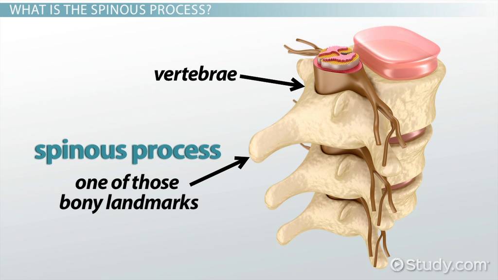 Spinous Process Scapula