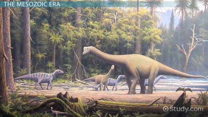 Mesozoic Era Overview, Timeline Facts Video Lesson, 49% OFF