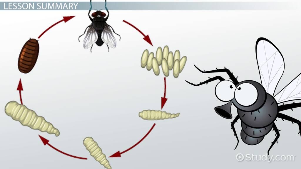 Source Serious Diacritical life cycle of fly rendering George Stevenson ...