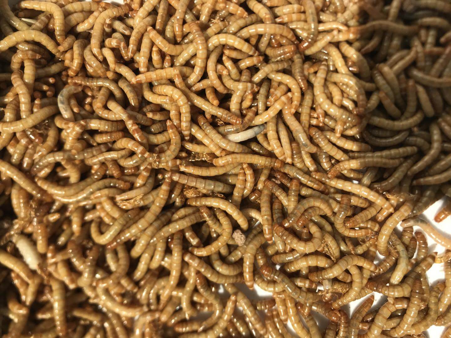 The bug diet? Insect protein may slow weight gain, promote better health