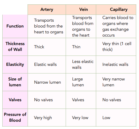 Arteries Veins And Capillaries Comparison