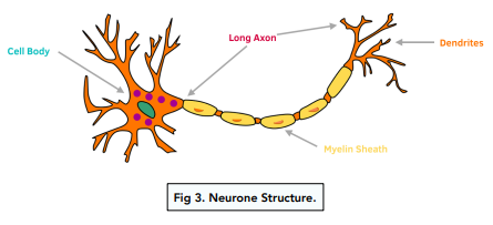 Nerve Cell Diagram