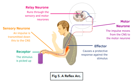 Reflex Arc