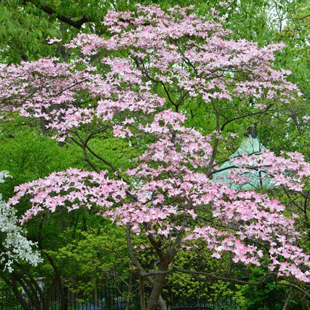 Florida Pink Dogwood