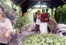 Lahan 2 Ha, Tiap kali Panen 6 Ton Timun, Serap Puluhan Tenaga Kerja Lokal di Ogan Ilir