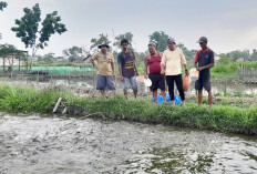 Manfaatkan Rawa Tidur Jadi Kolam Ikan, /Budidaya Patin, Lele, dan Nila, Bibit dan Pakan Dibantu Dikannak OKUT