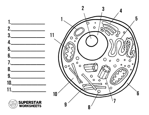 Printable Human Cell Coloring Pages