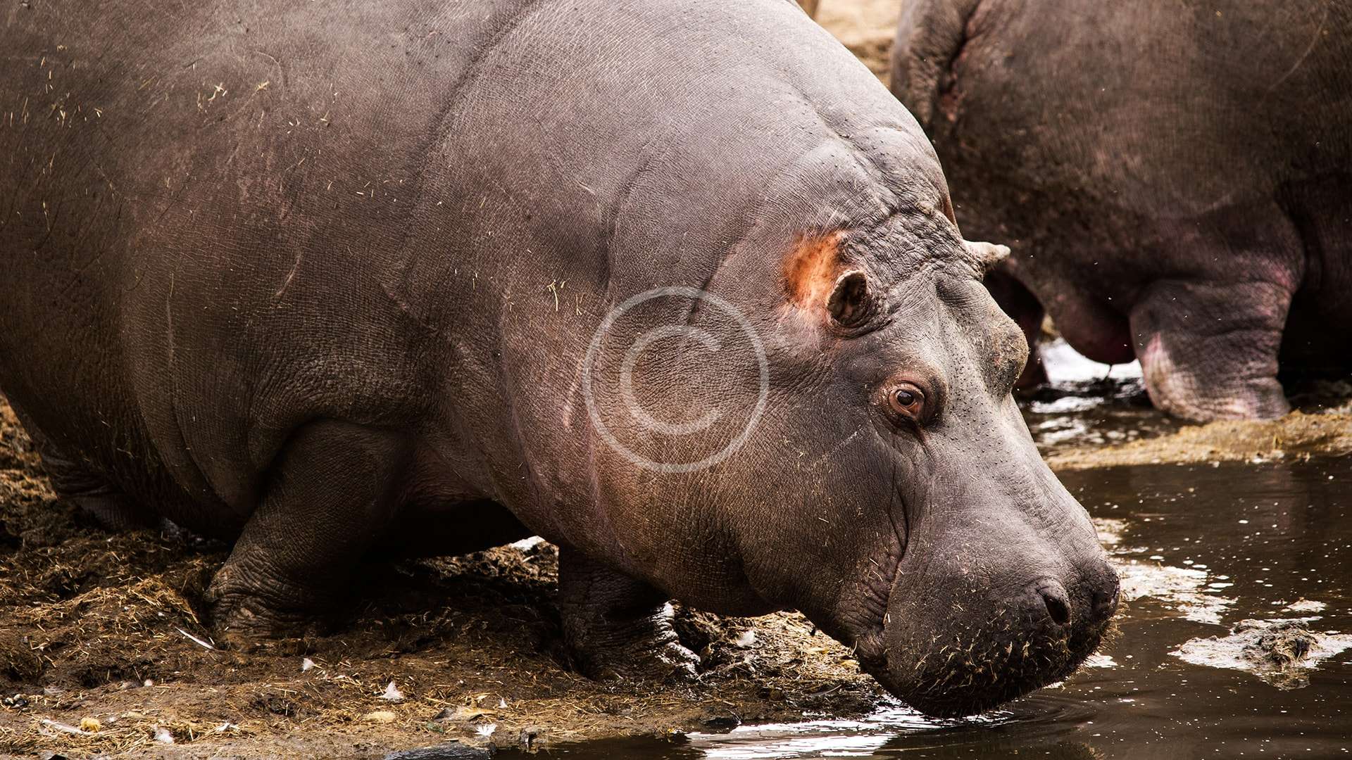 Support Hippopotamus