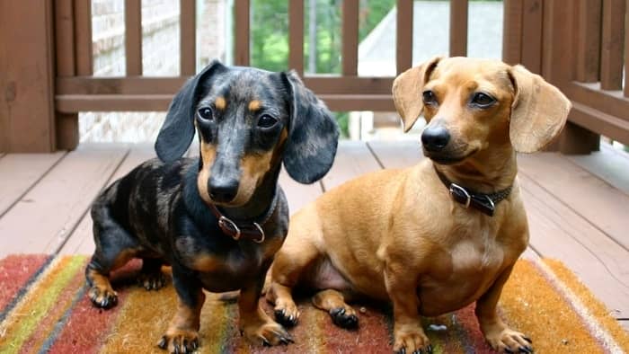 standard dachshund size