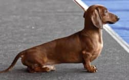 Miniature Dachshund Size Chart – Proportions and Traits