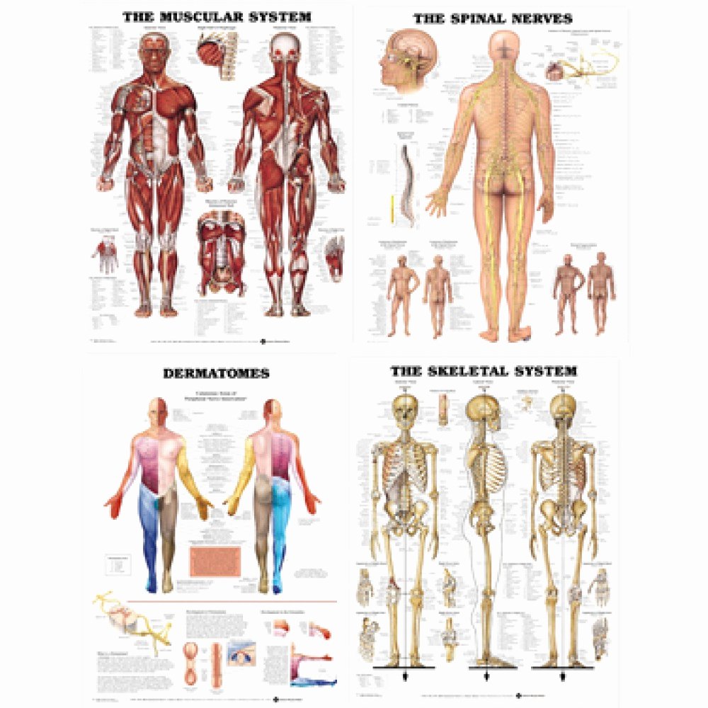 30 Muscle Anatomy Chart | Example Document Template