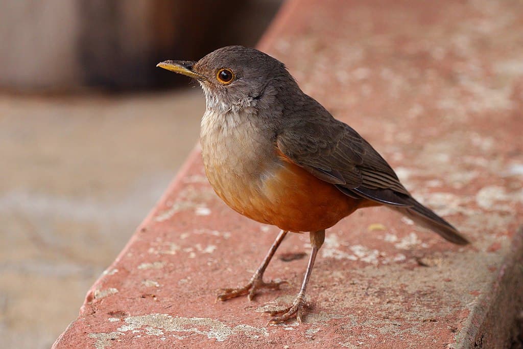 National bird of Brazil