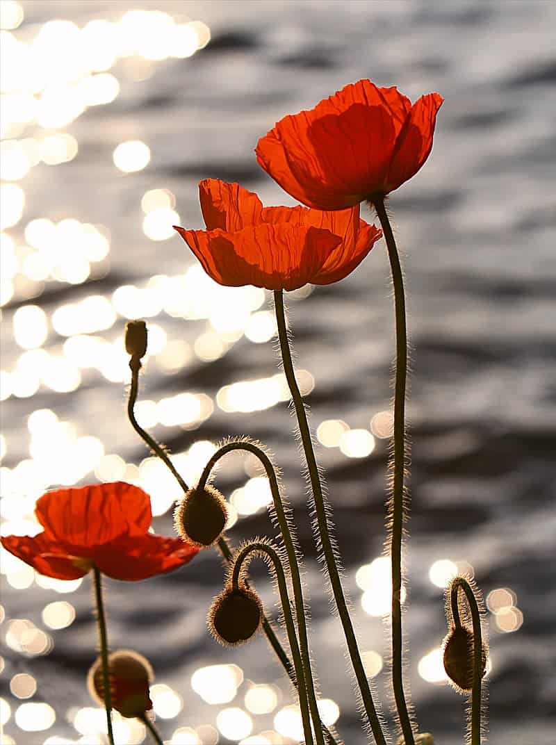 National flower of Albania - Red Poppy