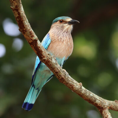 State bird of Karnataka