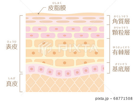 肌の構造／皮膚の構造_A 68771508