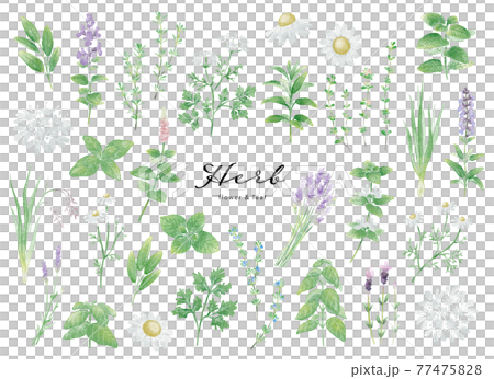 Various kinds of herbs_watercolor illustration set 77475828