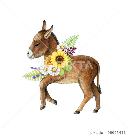 Funny small donkey with flower decor. Watercolor illustration. Hand drawn cute farm domestic animal with summer flowers decoration. Vintage style illustration. White background 96065431