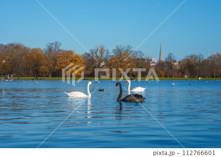 A serene lake scene with a white swan and a rare black swan in a London park, surrounded by trees with autumn leaves and a distant church spire against a blue sky. 112766601