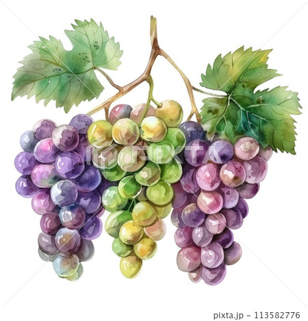 A cluster of grapes in deep purples and greens done in watercolor 113582776