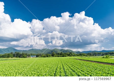 《長野県》夏空の野辺山高原・入道雲とレタス畑 117569967