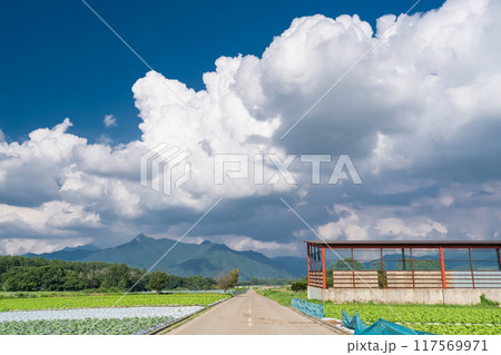 《長野県》夏空の野辺山高原・入道雲とレタス畑 117569971