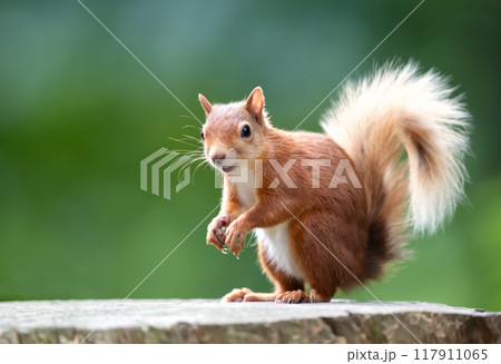 Portrait of a cute playful red squirrel standing on a tree stump 117911065