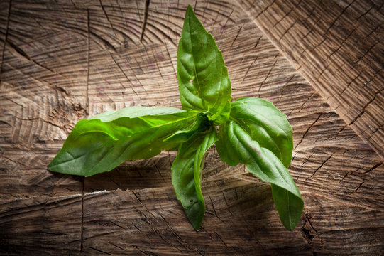 Fresh basil on dark wooden background