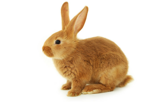 Young red rabbit isolated on white