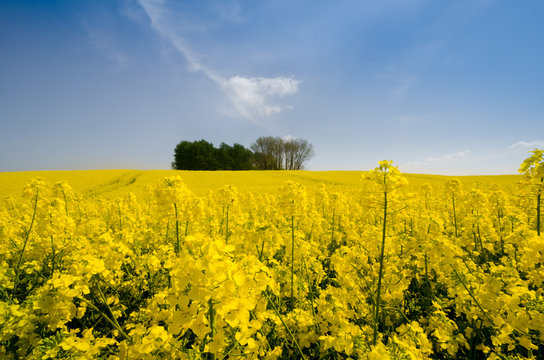 Rape field, Spring Canola fields