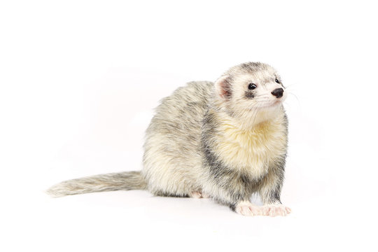 Nice silver ferret on white background posing for portrait in studio