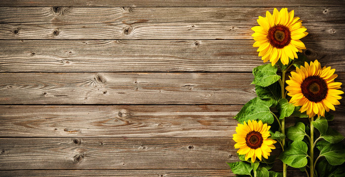 Sunflower Sunflower on wood background Images for nature or garden themes