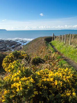 beautiful Gorse along the coast path in North Devon , England