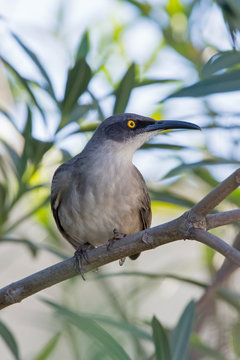 Grey trembler (Cinclocerthia gutturalis), Marigot Bay, Castries, St. Lucia, Windward Islands, Lesser Antilles