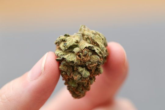 Close-up of Legal Weed. Little Heart Bud.