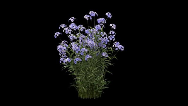 a bunch of flowers or flower bush with blowing wind seamless loop animation isolated on black, 4k with alpha matte ready for compositing 