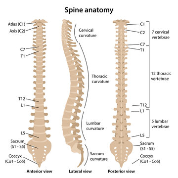 Human Vertebral Column Anatomy