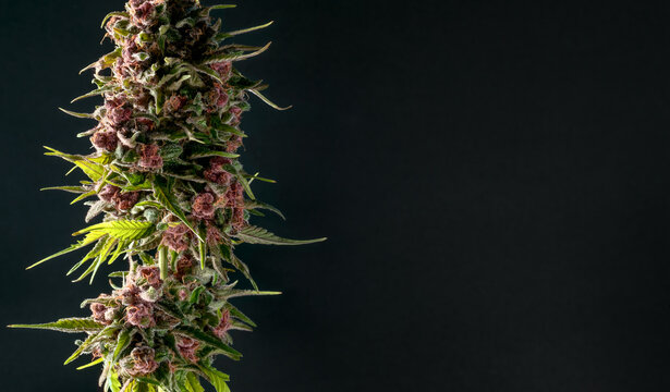 close-up bud marijuana on black background