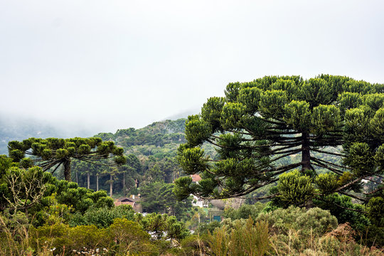 Araucárias na serra de Monte Verde